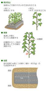 オクラの育て方 栽培方法 失敗しない栽培レッスン 野菜の育て方 サカタのタネ 家庭菜園 園芸情報サイト 園芸通信