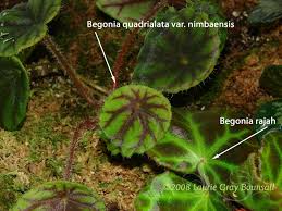 Image result for Begonia quadrialata