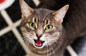 kak ponyat svoego lyubimca perevodchik koshachego yazyka