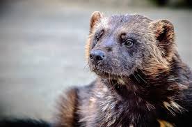 Der beste schutz ist eine gute vorbereitung, in form von einem unzugänglichen dach. Effektive Methoden Um Den Marder Zu Vertreiben