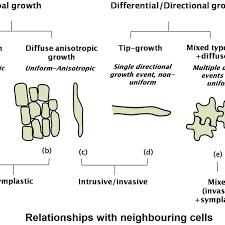 Check spelling or type a new query. Cartoon Depicting The Two Main Plant Cell Growth Events Global And Download Scientific Diagram