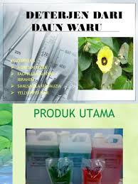 Jual daun waru diambil pada saat ada pesanan dari pohon waru jakarta barat. Deterjen Dari Daun Waru