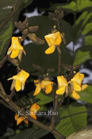 Image result for Centrolobium