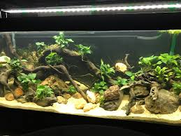 Rosette plants like cryptocoryne, echinodorus and so on. West African Biotope 75g Wip Don T Mind The Whitish Rocks Its There To Weigh Down The Driftwoods Aquascape