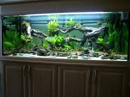 Fish Tank 13 In 2020 Fresh Water Fish Tank Large Fish Tanks Fish Tank Design