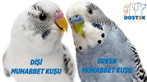 Muhabbet Kusunun Cinsiyeti Nasil Anlasilir Dost3k