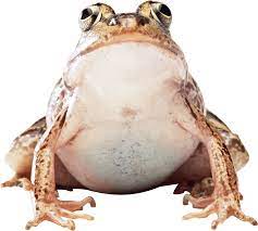 Big Frog Frog Png Images Image