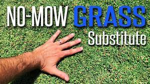 We did not find results for: Amazing Pet Friendly No Mow Lawn Substitute Ruschia Nana Dwarf Carpet Of Stars Youtube
