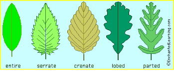 Image result for leaf margin entire