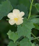 Image result for Pavonia burchellii