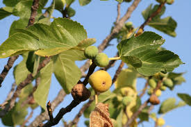 Image result for Ficus oreodryadum