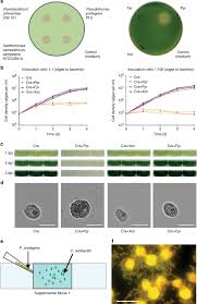 Antagonistic Bacteria Disrupt Calcium Homeostasis And Immobilize Algal Cells Nature Communications