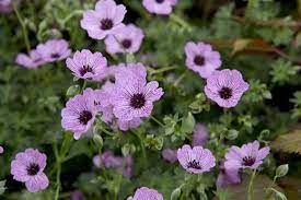 Geranium Cinereum Ballerina Geraniums Hardy Geranium Plants