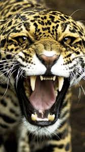 Download Wallpaper 1080x1920 Jaguar Face Teeth Aggression Sony Xperia Z1 Zl Z Samsung Galaxy S4 Htc One Hd Ba Animal Wallpaper Animals Samsung Wallpaper