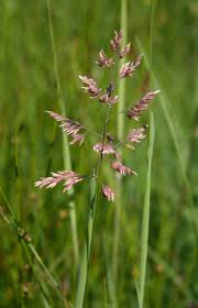 Image result for Holcus