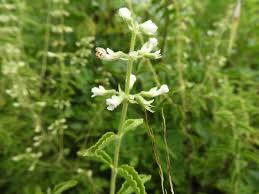 Image result for Ocimum lamiifolium