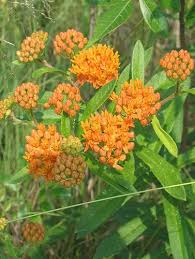 More Butterflyweed Native Plant Gardening Pollinator Plants Wild Plants
