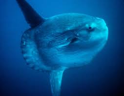 A mola mola can weigh up to about 5,000 … Mondfisch Wikipedia