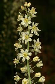 Image result for Eriospermum porphyrium