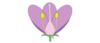 _____ where the pollen enters the female part of the flower. Flower Structure Bioninja