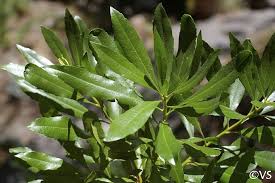 Image result for Myrica salicifolia