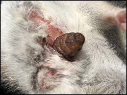 Image result for cuterebriasis in dogs