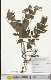 Image result for Mostuea