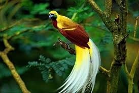 lo2bsh on twitter most beautiful birds birds of paradise beautiful birds