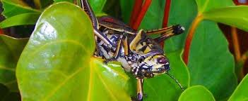 Maybe you would like to learn more about one of these? Detailed Information On Devil Horse Southeastern Lubber Romalea Guttata