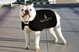 Cruise to australia & new zealand with princess. It S A Doggone Sea Life On Queen Mary 2 For Pets