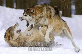 Pin By Takeru On Wolves Wolves Fighting Wolf Photos Canis
