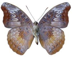 Image result for Trichoscypha ulugurensis