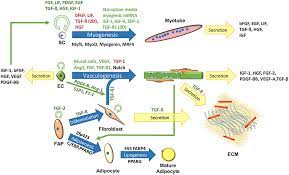 Cell culture is the process by which cells are grown under controlled conditions, generally outside their natural environment. Frontiers Tissue Engineering For Clean Meat Production Sustainable Food Systems