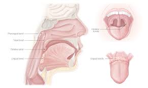 Kummer a, cleft palate more often than not, bacteria is the cause of lingual tonsillitis so preliminary antibiotics is being prescribed. Oral Cavity Knowledge Amboss