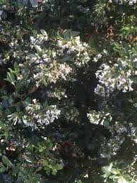 Image result for Escallonia