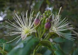 Image result for Maerua