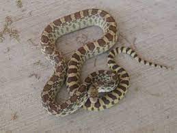Bongodogblog The Life Of Bongo Snake Largest Snake Bull