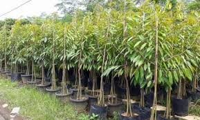 Selain buahnya yang unik dengan ujung kulit berwarna hitam, durian. Jual Bibit Durian Duri Hitam Ochee Siap Tanam Ragilweb