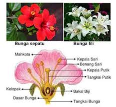 Check spelling or type a new query. Bagian Bagian Bunga Pengertian Struktur Proses Fungsi