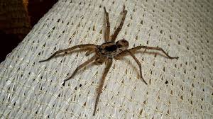 Image result for wolf spider bite skin