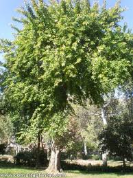 Image result for Maclura africana