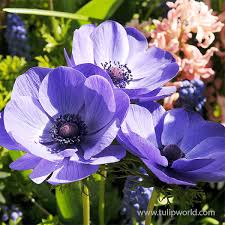 Image result for Anemone transvaalensis