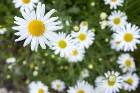 Fiorellini a grappolo profumatissimi che crescono inizio primavera : I 10 Fiori Primaverili Che Sbocciano Quando Finisce Il Freddo Ohga