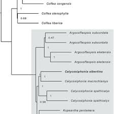 Image result for Pavetta pierlotii