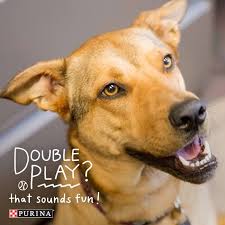 What Games Can I Play With My Dog Dogs Dog Games Dog List