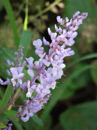 Image result for Plectranthus fruticosus