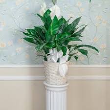 Sondra F. Mitchell Obituary June 14, 2024