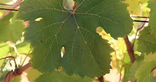 Semillon Grapes South Africa