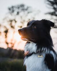 Check spelling or type a new query. Hd Wallpaper Selective Focus Photography Of White And Black Border Collie Wallpaper Flare