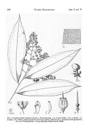 Image result for Gomphia